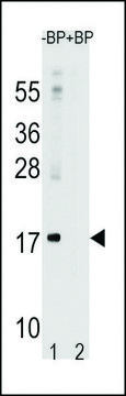 ANTI-LC3 (APG8A) (N-TERM) antibody produced