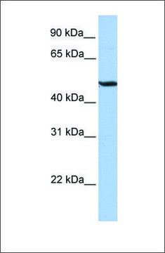 Anti-BHLHB3 antibody produced in rabbit