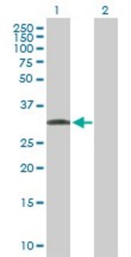 Anti-C1QTNF7 antibody produced in mouse