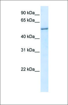 Anti-EIF2S3 antibody produced in rabbit