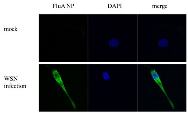 Monoclonal Anti-Influenza A virus NP