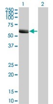 Monoclonal Anti-LCK, (N-terminal) antibody produced