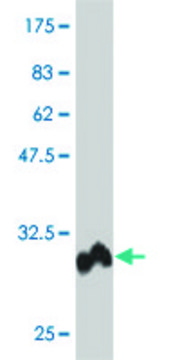 Monoclonal Anti-POLD4 antibody produced in