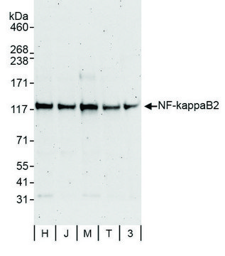 Rabbit anti-NF-kappaB2 Antibody, Affinity Purified
