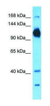 Anti-ATP1A1 (N-terminal) antibody produced in