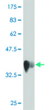 Monoclonal Anti-LOC51136 antibody produced in