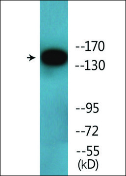 Anti-phospho-HER3 (pTyr¹¹??) antibody produced in