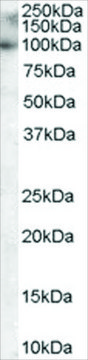 Anti-MYRIP/SLAC2C antibody produced in goat