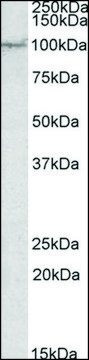 Anti-AAK1 antibody produced in goat