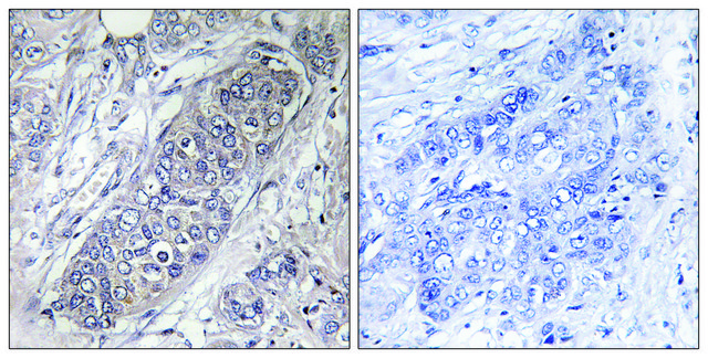 Anti-4E-BP1 antibody produced in rabbit