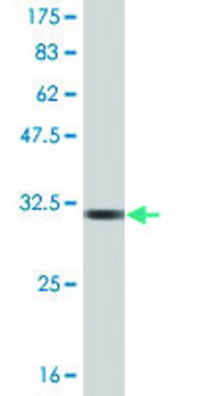 Monoclonal Anti-GNRH1, (C-terminal) antibody produced