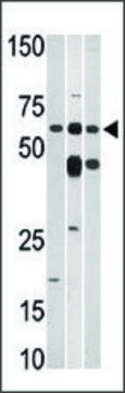 Anti-BMS1L (C-term) antibody produced in