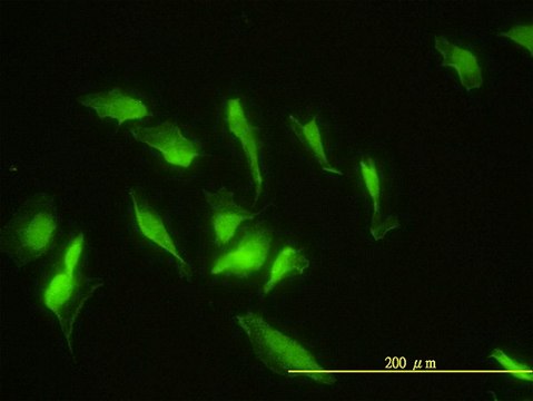 Monoclonal Anti-ZNF174 antibody produced in