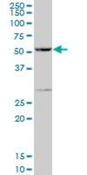 Anti-PPP1R16A antibody produced in mouse