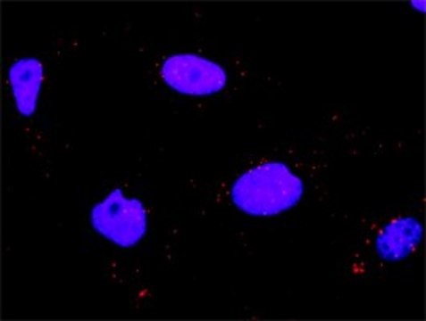 Anti-MAPK11 antibody produced in rabbit
