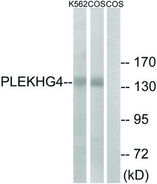 Anti-PLEKHG4 antibody produced in rabbit
