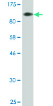 Monoclonal Anti-BAG3 antibody produced in