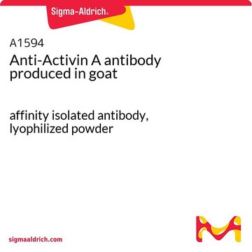 Anti-Activin A antibody produced in