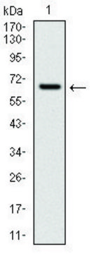 Monoclonal Anti-CYP1A1 antibody produced in