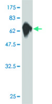 ANTI-MKNK1 antibody produced in mouse