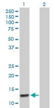 Anti-ABCC6 antibody produced in mouse