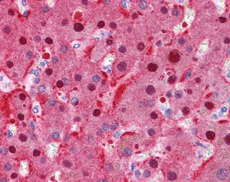 Anti-FAH antibody produced in rabbit