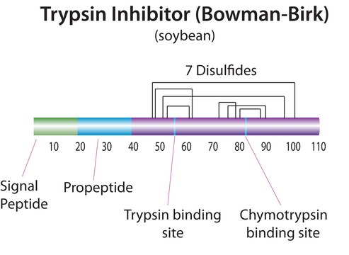 Trypsin-chymotrypsin inhibitor from Glycine max