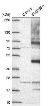 Anti-SLC35F5 antibody produced in rabbit