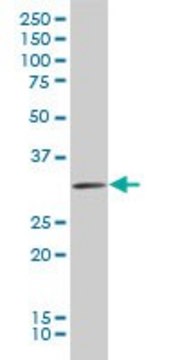 ANTI-HEYL antibody produced in mouse