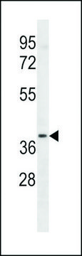 ANTI-LTB4R2(C-TERMINAL) antibody produced in rabbit