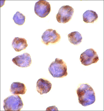 Anti-IRAK-4 antibody produced in rabbit