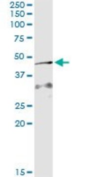 Monoclonal Anti-AMID antibody produced in