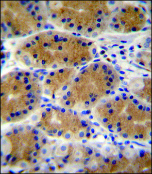 ANTI-PLEKHG3 (C-TERM) antibody produced in