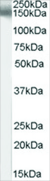 Anti-EPB41L3/DAL1 antibody produced in goat
