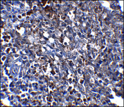 Monoclonal Anti-ORAI1 antibody produced in