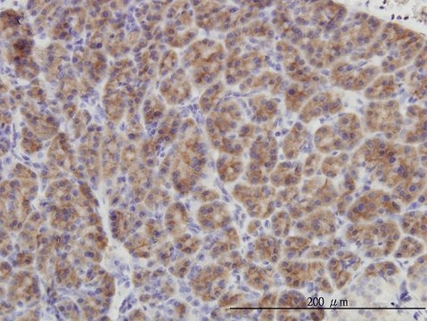 Monoclonal Anti-DUSP6 antibody produced in