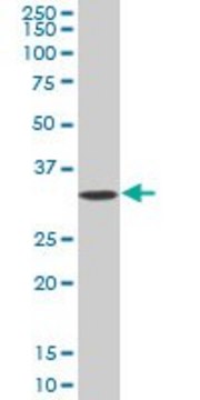Anti-SLC25A5 antibody produced in mouse