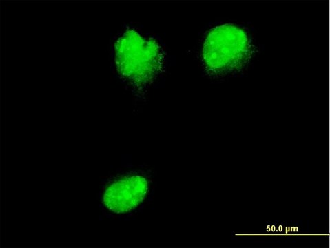 Monoclonal Anti-NUP62 antibody produced in