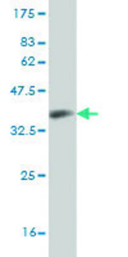 Monoclonal Anti-CCL14, (C-terminal) antibody produced