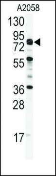 Anti-COG4 (C-term) antibody produced in