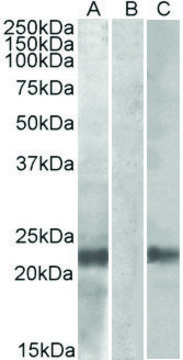 Anti-CST8 antibody produced in goat