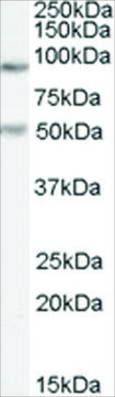 Anti-PGC1A antibody produced in goat
