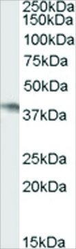Anti-NCF4/P40PHOX antibody produced in goat