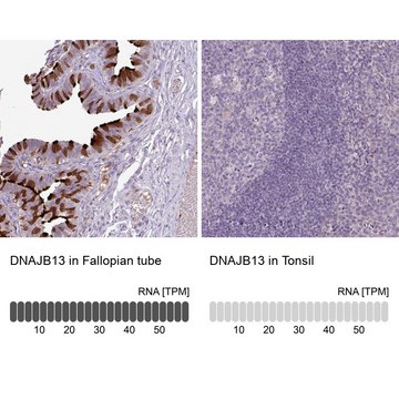 Anti-DNAJB13 antibody produced in rabbit