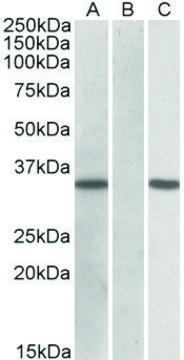 Anti-CRISP2 antibody produced in goat
