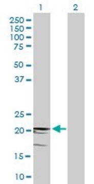 Anti-CD3D antibody produced in mouse
