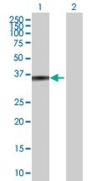 Anti-ZADH1 antibody produced in mouse