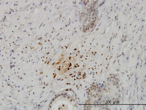 Monoclonal Anti-KISS1 antibody produced in