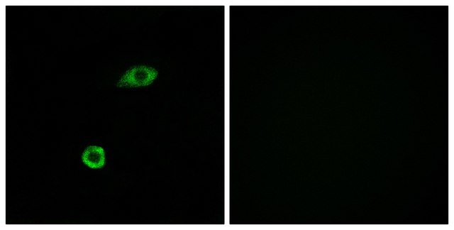 Anti-OR1B1 antibody produced in rabbit