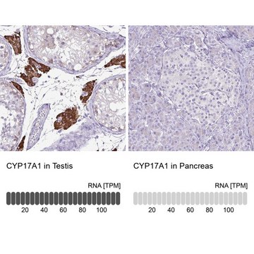 Anti-CYP17A1 antibody produced in rabbit